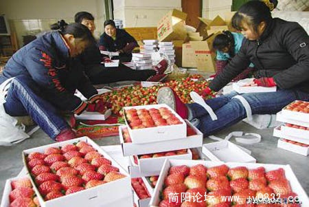 村民正挑选装箱草莓