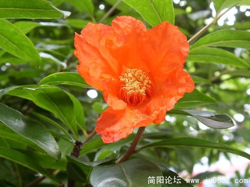 石榴花2.jpg
