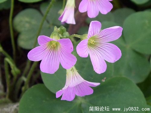 这是不是喇叭花？.jpg