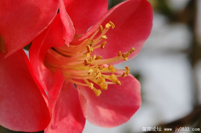 DSC_4390.JPG