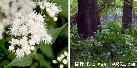 蛇根马兜铃.jpg