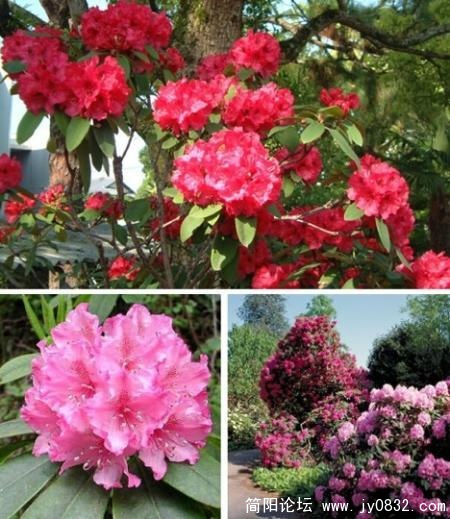 北美杜鹃花.jpg