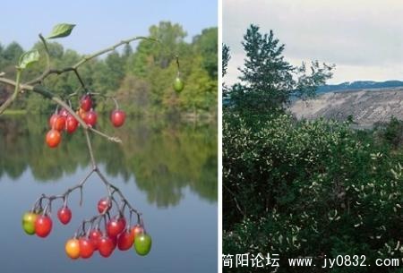 美洲稠李.jpg