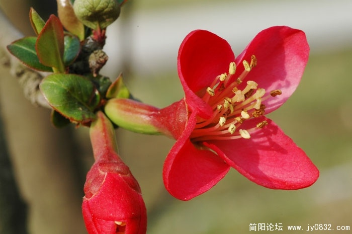 DSC_4399.JPG