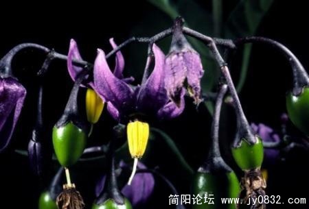 魔鬼樱桃.jpg