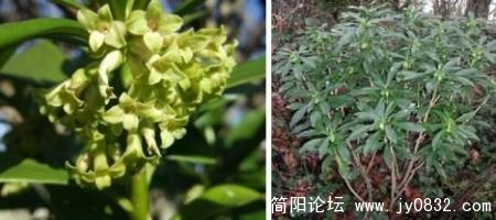 达芙妮.jpg