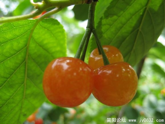 老君樱桃红 186a.jpg