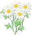 sho-153.gif