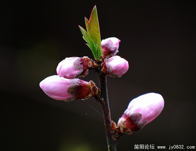 桃花.1.jpg