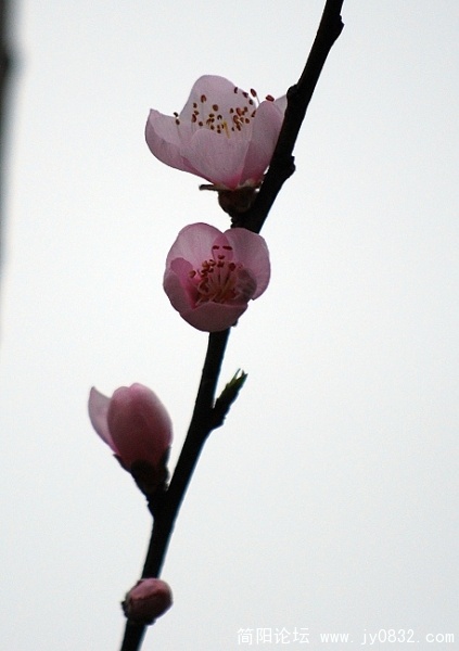桃花2..jpg