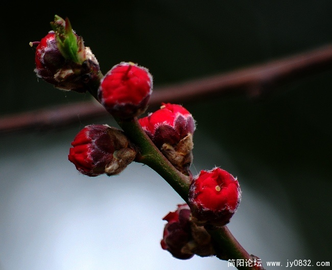 桃花3..jpg