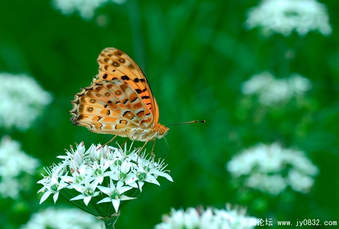 DSC_9034 拷贝 拷贝.jpg