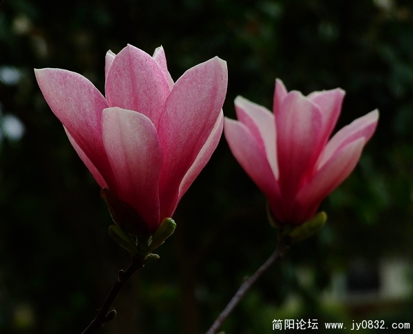 照片 269aa.jpg