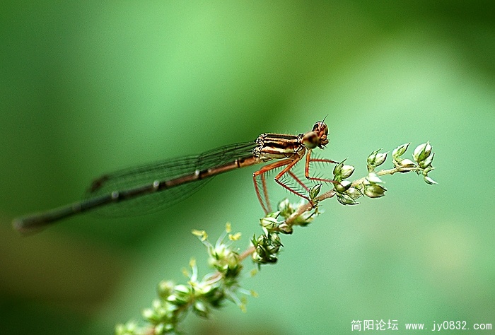 DSC_8960 拷贝.jpg
