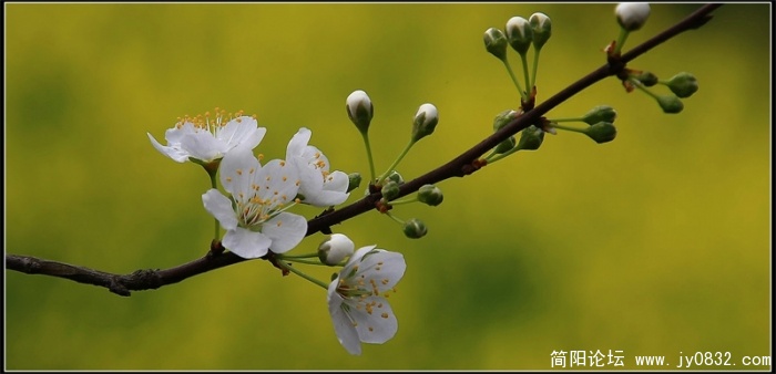 春的信息3.jpg