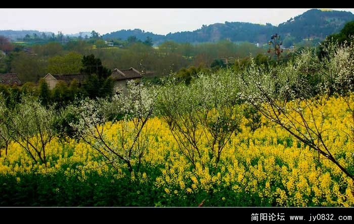 春的信息1a.jpg