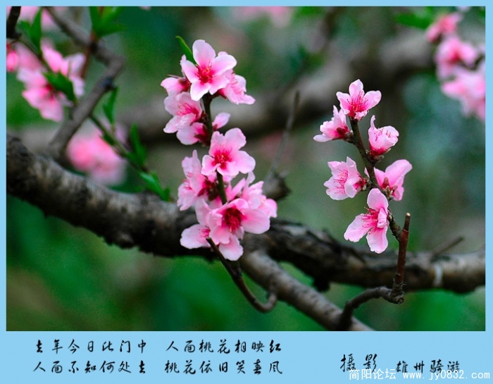桃花01.jpg