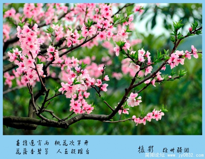 桃花03.jpg