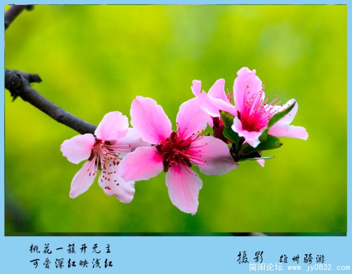 桃花02.jpg