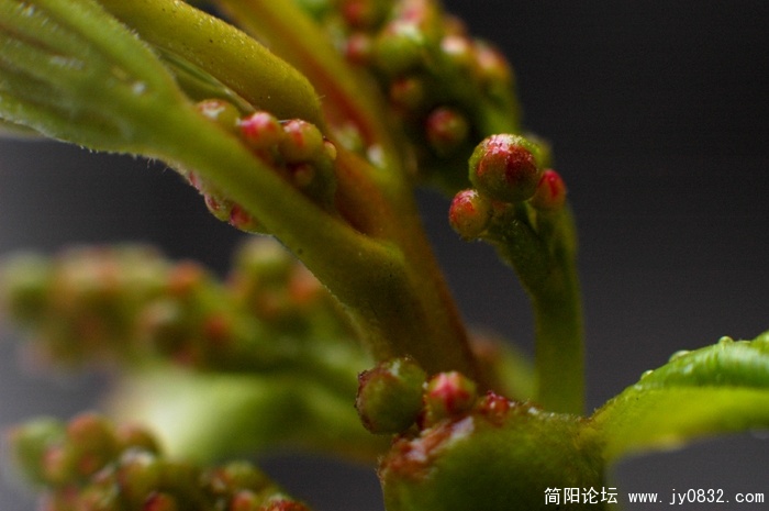 DSC_2521副本.jpg