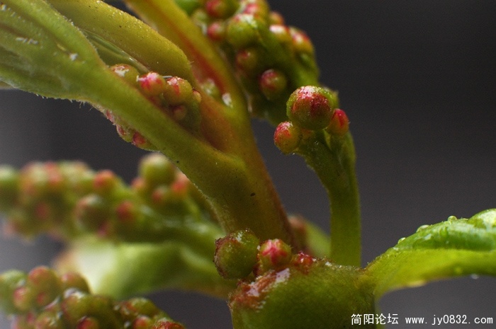 DSC_2520副本.jpg