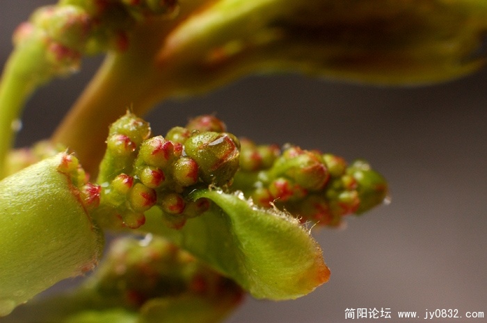 DSC_2516副本.jpg