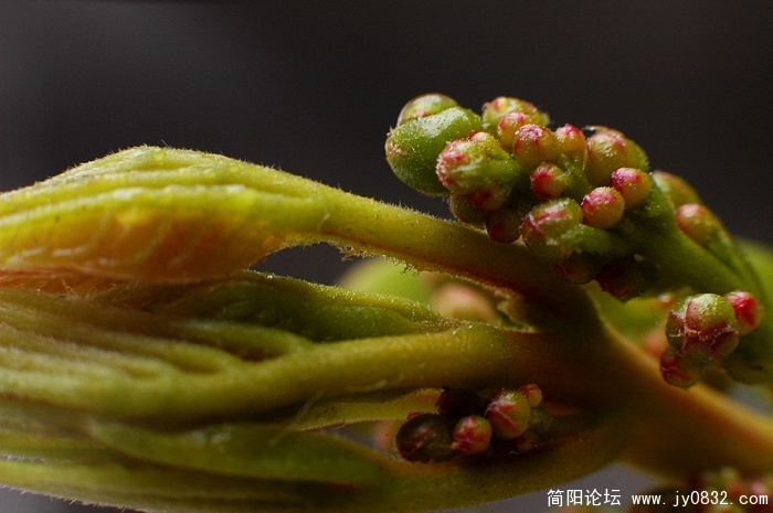 DSC_2519副本.jpg