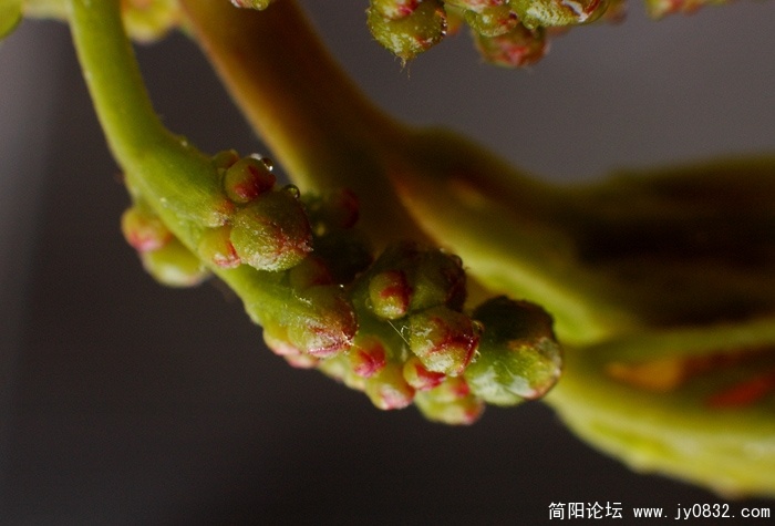 DSC_2518副本.jpg