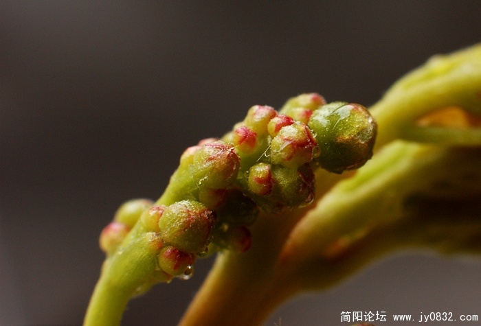 DSC_2517副本.jpg