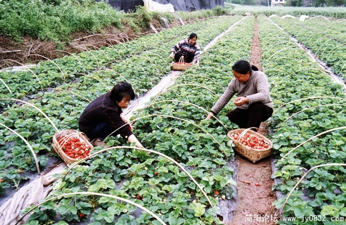 草池镇草莓基地（1）.jpg