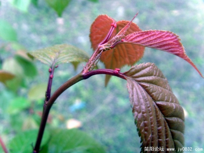 S73R3197.JPG