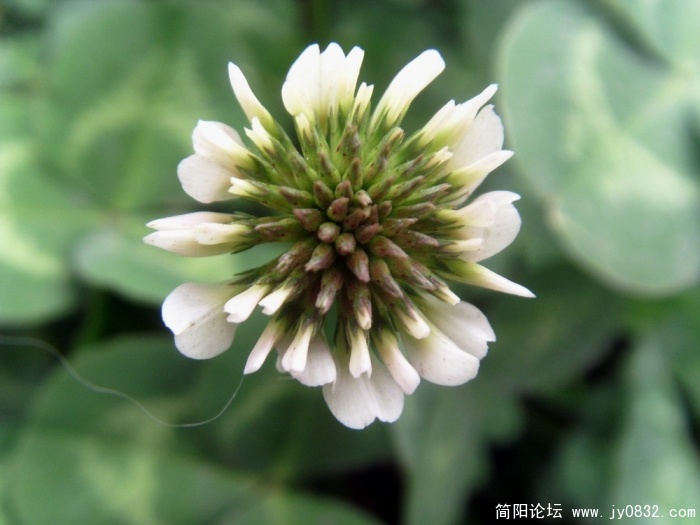 S73R3190.JPG