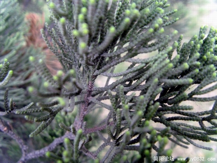 S73R3185.JPG