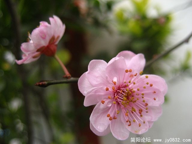 春花绽放001.jpgaa.jpg