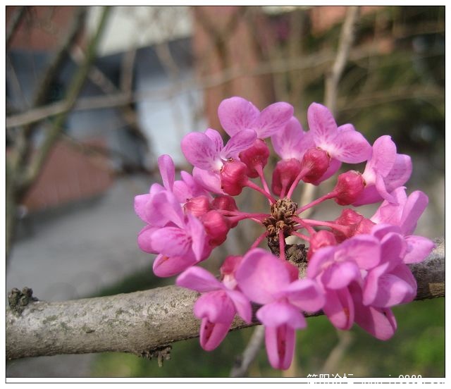 春花绽放 062.jpg