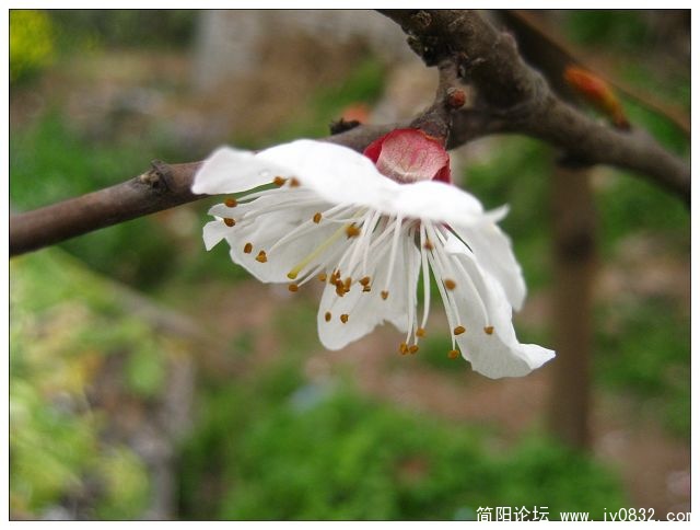春花绽放 020.jpg