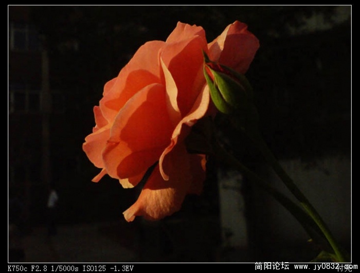 DSC00494.JPG