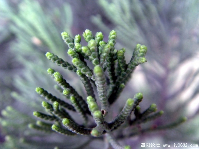 S73R3186.JPG