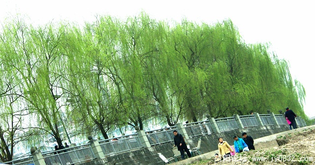 滨江垂柳