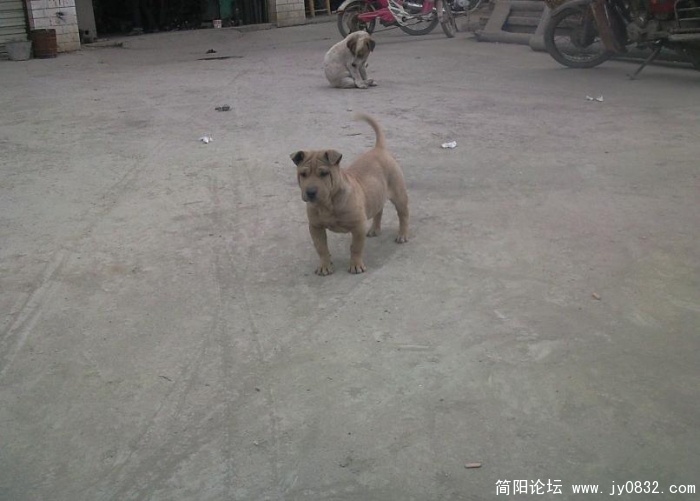 憨憨.jpg