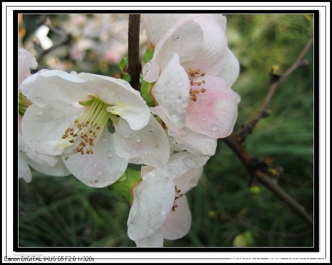 春花绽放 007a.jpg