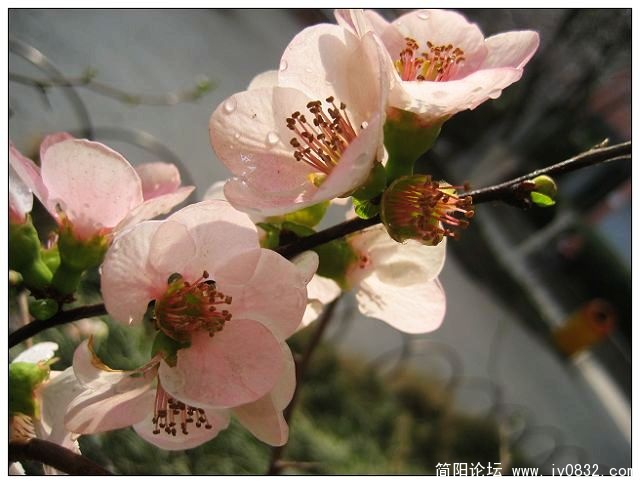 春花绽放 022a.jpg