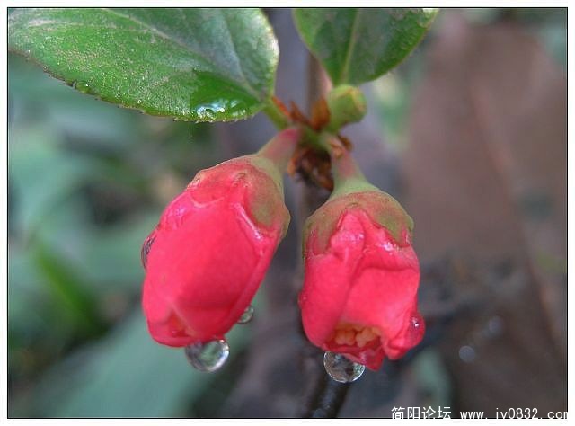 春花绽放 050a.jpg