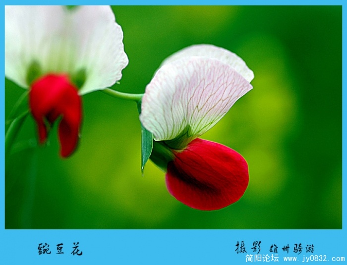 豌豆花02.jpg