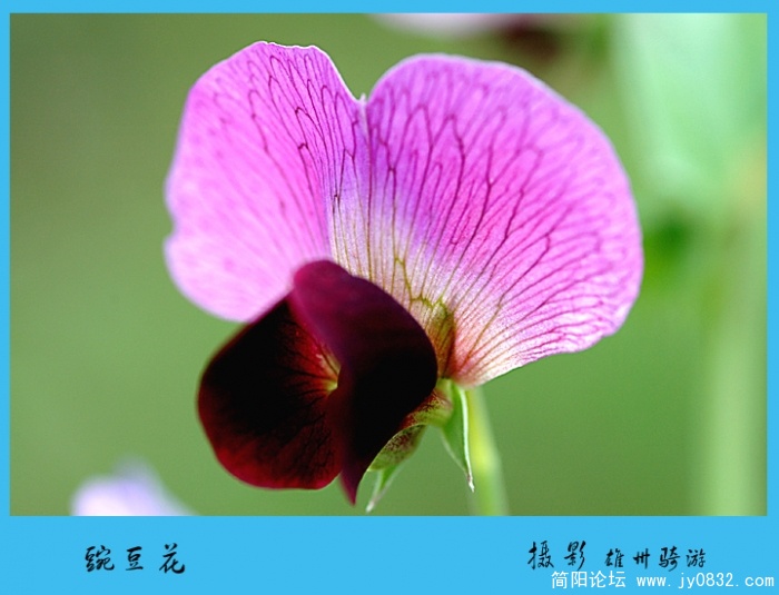 豌豆花03jpg.jpg