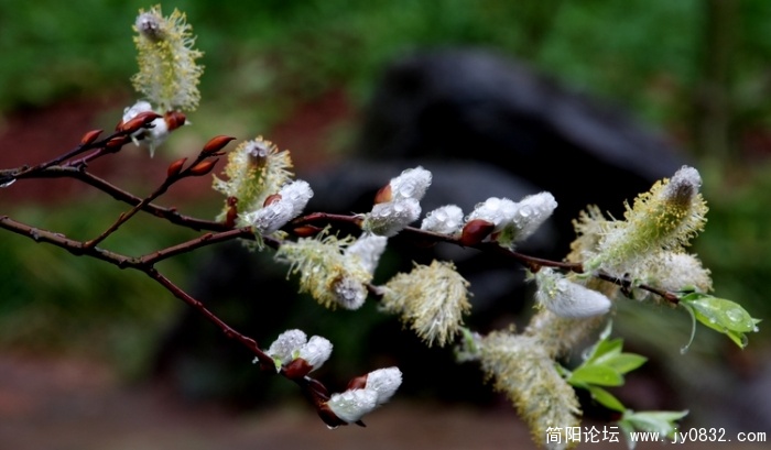 照片 306.jpg