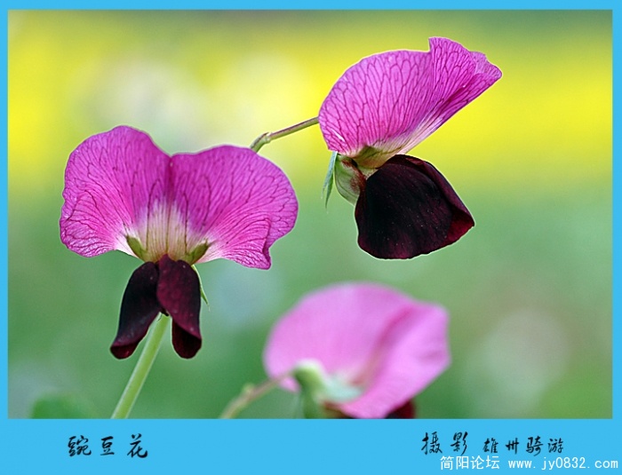 豌豆花05jpg.jpg