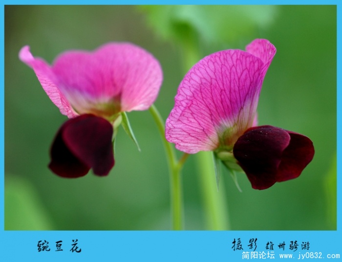 豌豆花07jpg.jpg