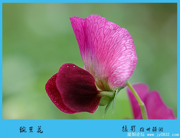 豌豆花01.jpg