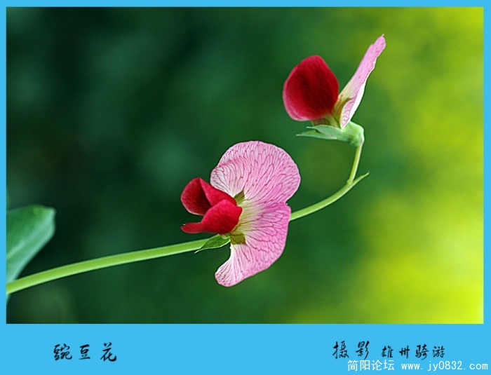 豌豆花08.jpg